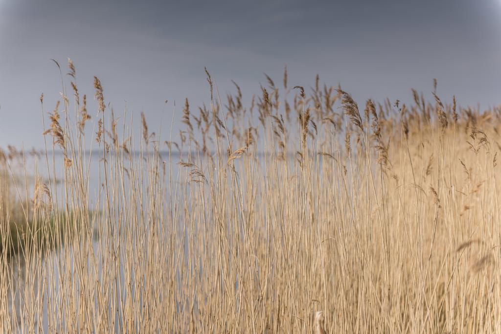 Kamphof Usedom Ferienanlage ロディン エクステリア 写真